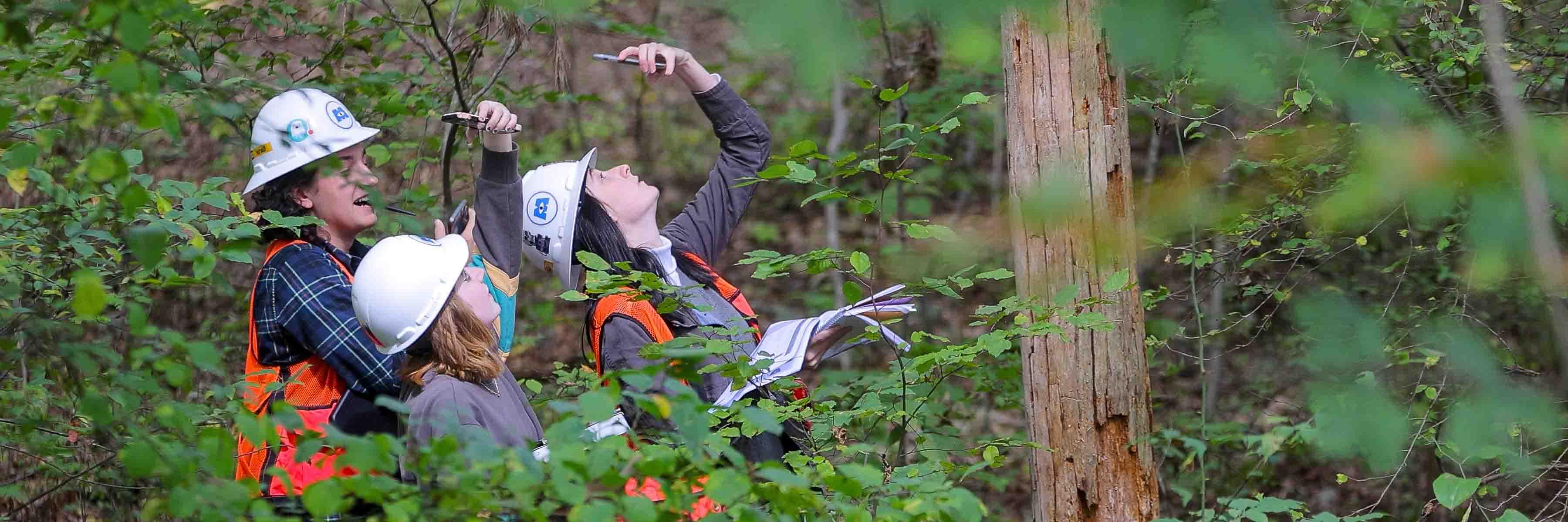 在森林里，戴着安全帽的学生把手机摄像头对准一棵死树.